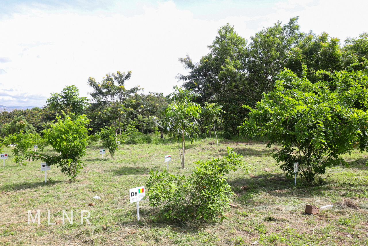 More Than 72 Per Cent Of Green Ghana Seedlings Survived Deputy Lands