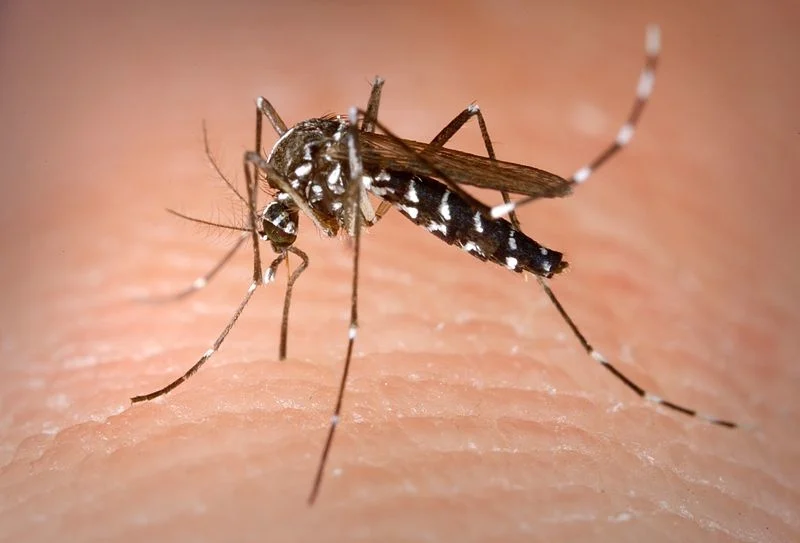 World Mosquito Day Entomologist calls for investment in mosquitoborne