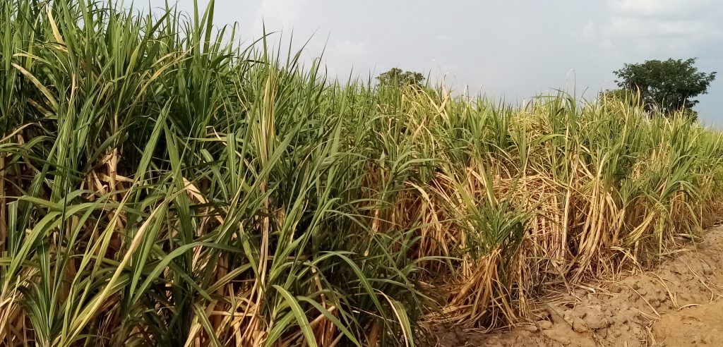 Ghana Chinese Sugar factory