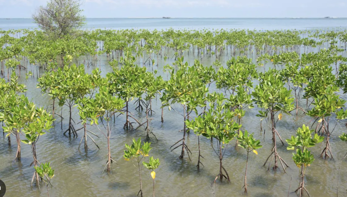 Communities restore 27 hectares degraded land | Ghana News Agency