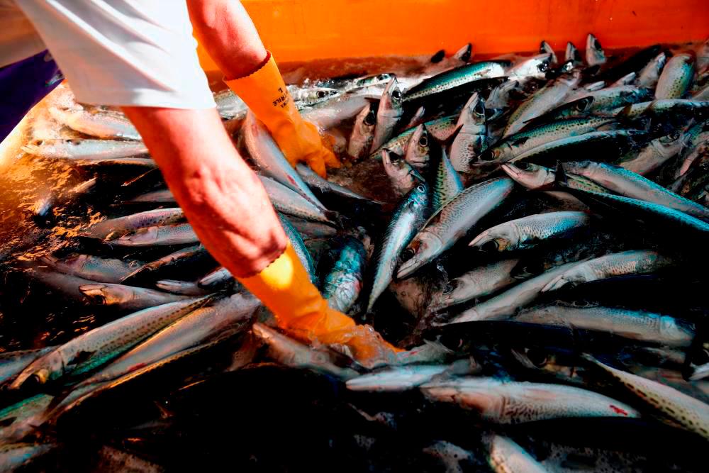 North Atlantic heatwave could be catastrophic for fish, say experts ...