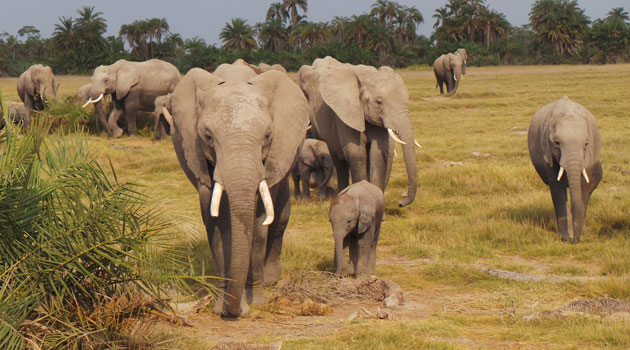 Uganda mulls use of digital technology to boost wildlife conservation ...