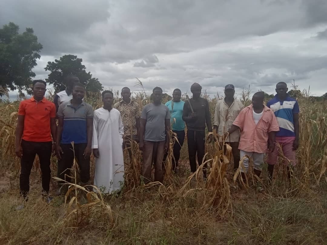 Farmers at Naboogu seek help as dry spell destroys crops | Ghana News ...