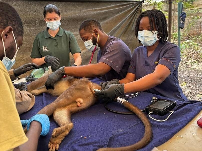 Kumasi Zoo conducts complete medical screening for endangered monkeys ...