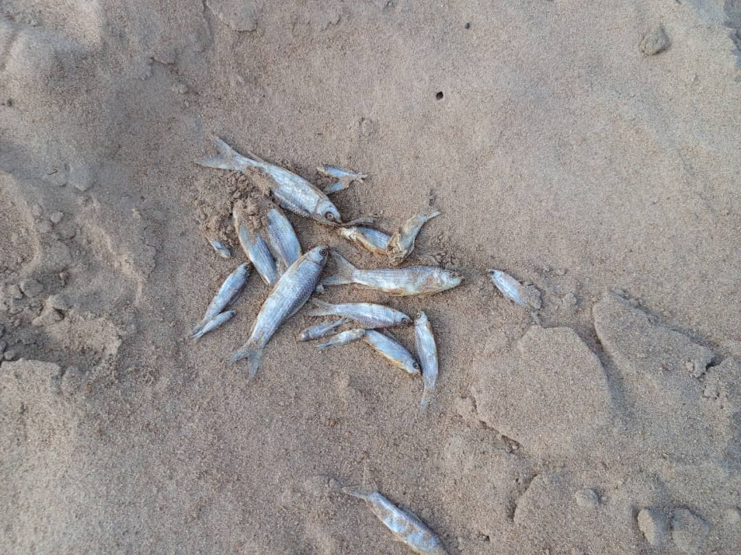 Health Alert: Suspected fish poisoning in Fumbisi-Weisi stream | Ghana ...