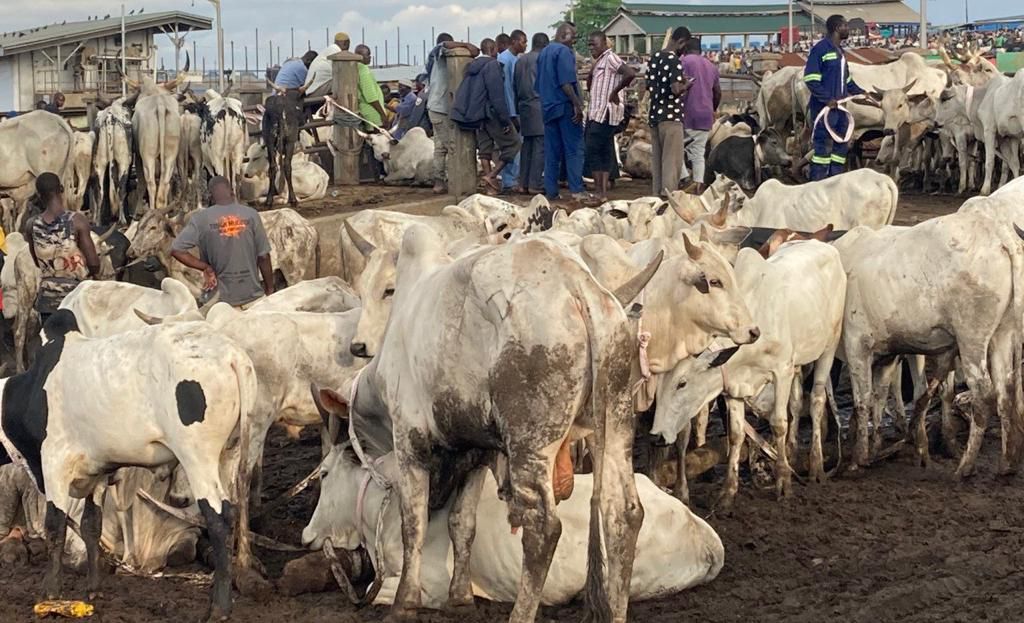 24-Hour Livestock Market launched to drive economic growth 