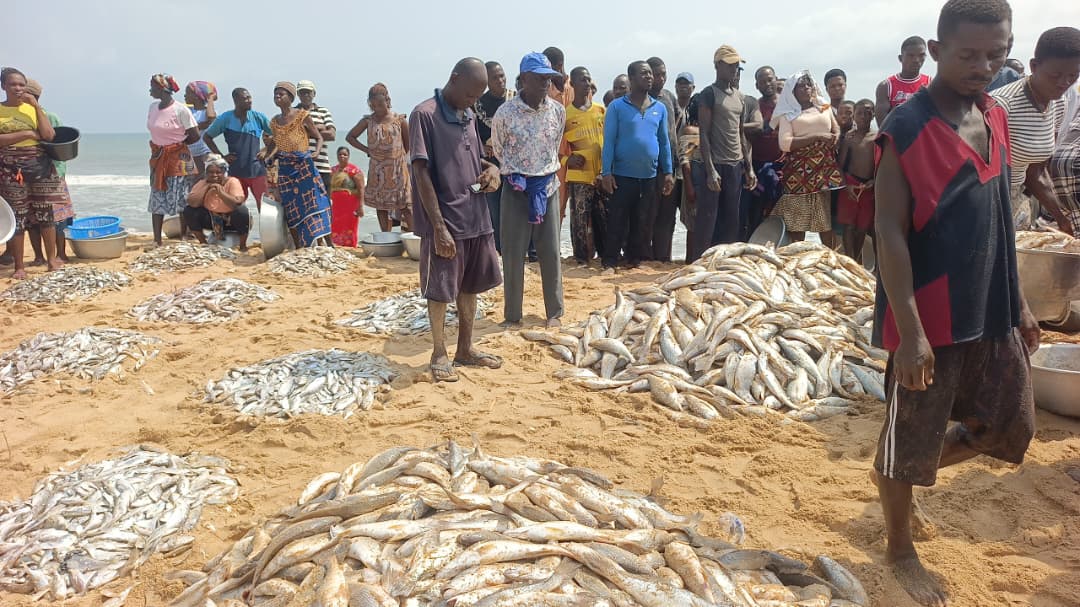 Woe fisherfolks experience bumper harvest of grey mullet