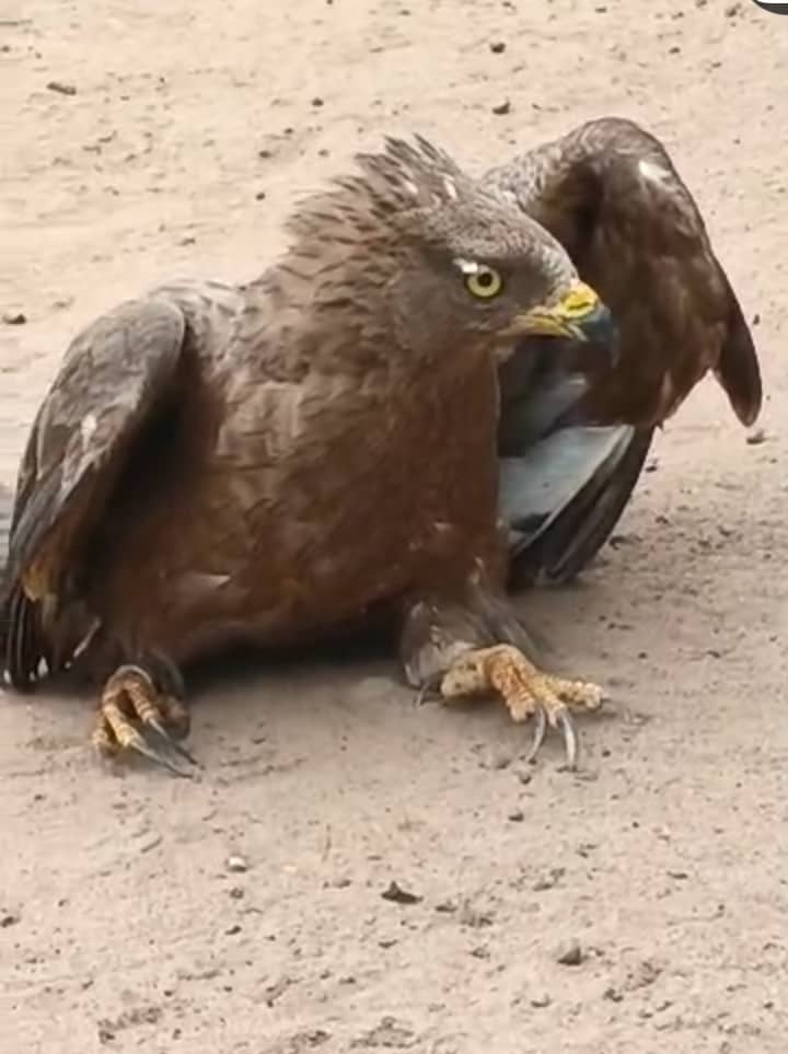 Assin North: Turkey museum-tagged eagle rescued