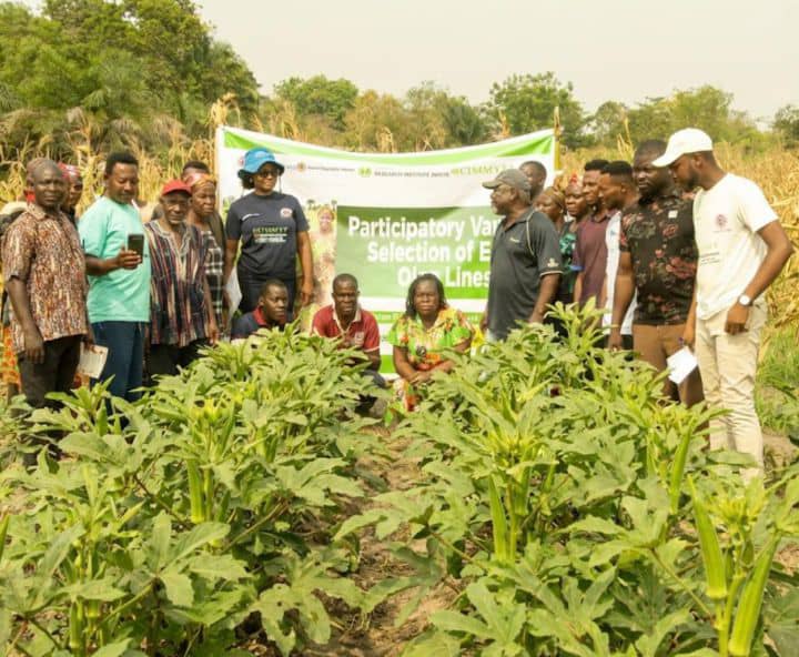 Stakeholders shape future of okra as VACS conducts PVS in Adaklu-Waya 