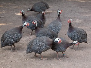 Guinea fowl subsector needs targeted policies to unlock potential – Professor Ibn Iddriss 