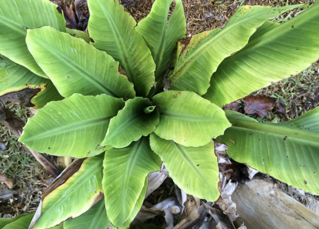 Ghana steps up fight against banana, plantain diseases 