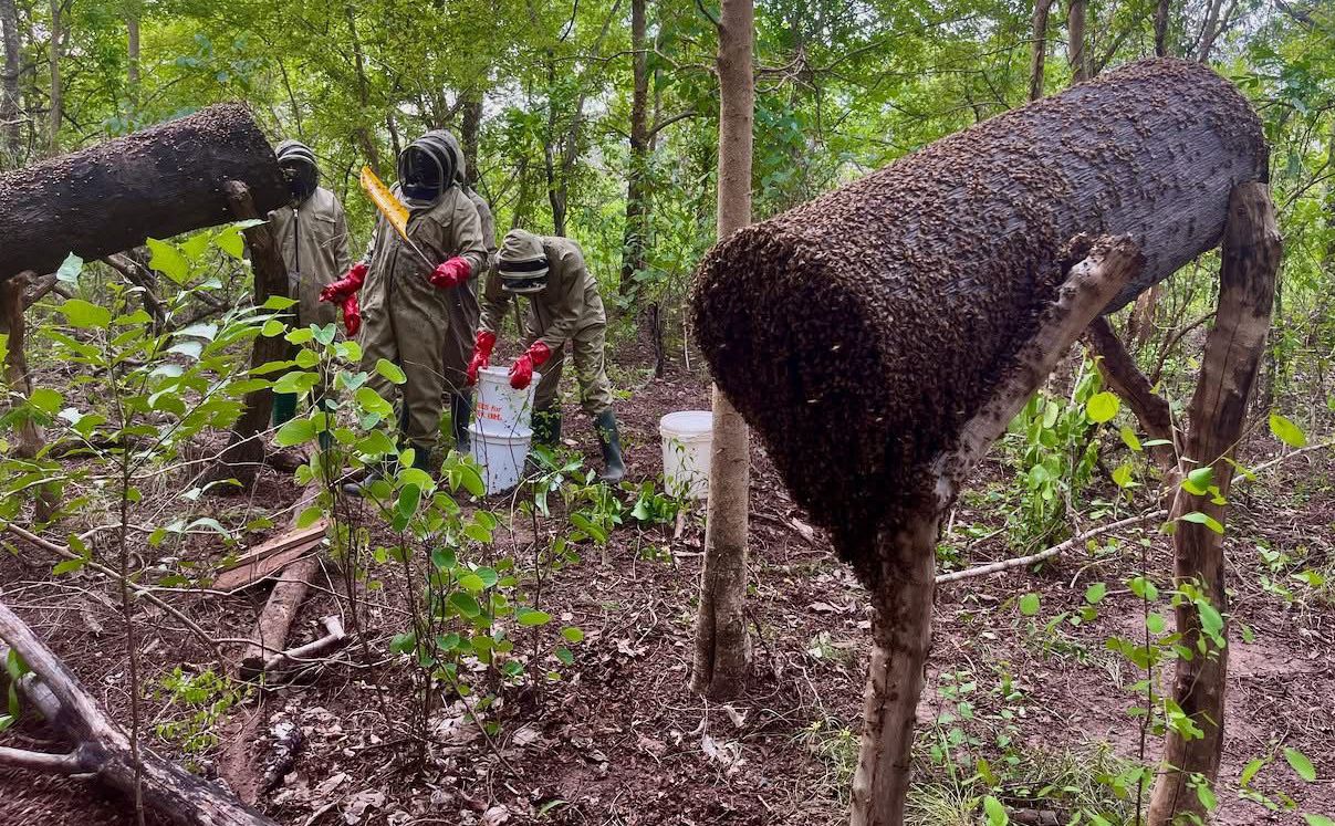 Nature-based beekeeping: pathway for youth employment, biodiversity conservation – Dr Mbroh 