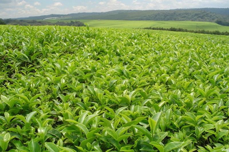 Climate change threatens Kenya’s tea industry, report warns