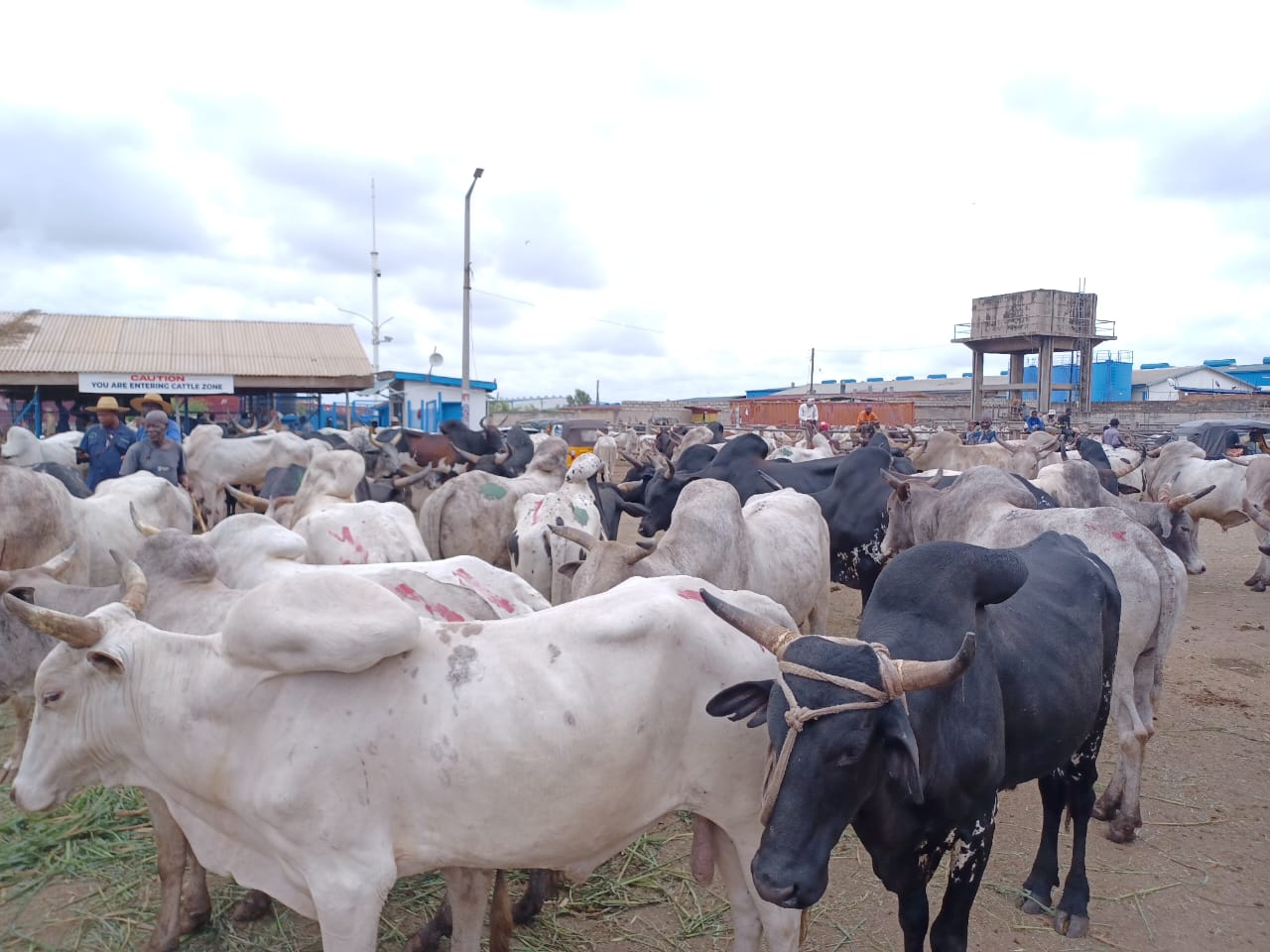 Livestock prices drop ahead of Eid-ul-Adha in Kumasi