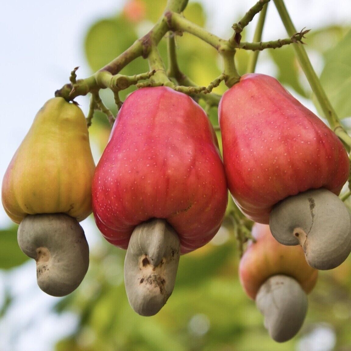TCDA dismisses GH¢25 cashew price claim 
