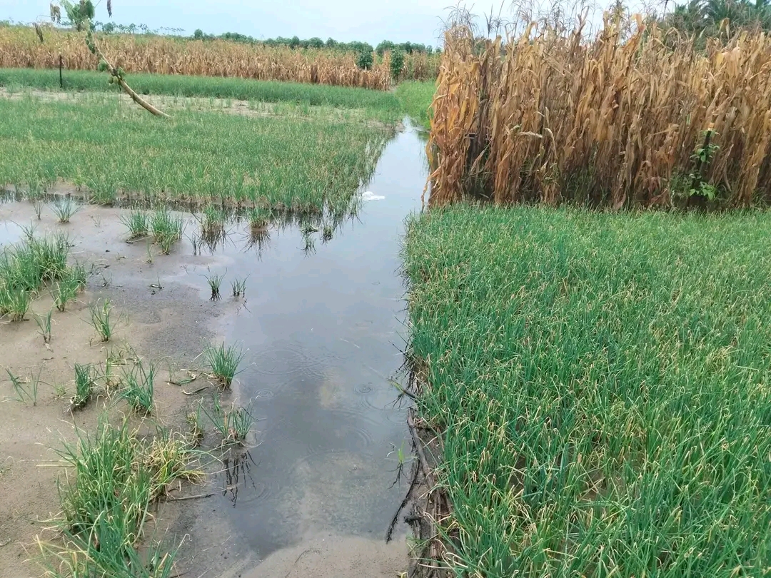 Flood waters submerge acres of farmland in Anloga 