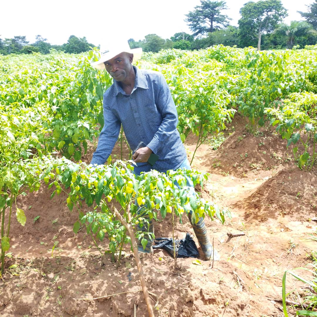 2025 Best Farmer urges revamping defunct Tanoso Irrigation Dam in Bono ...